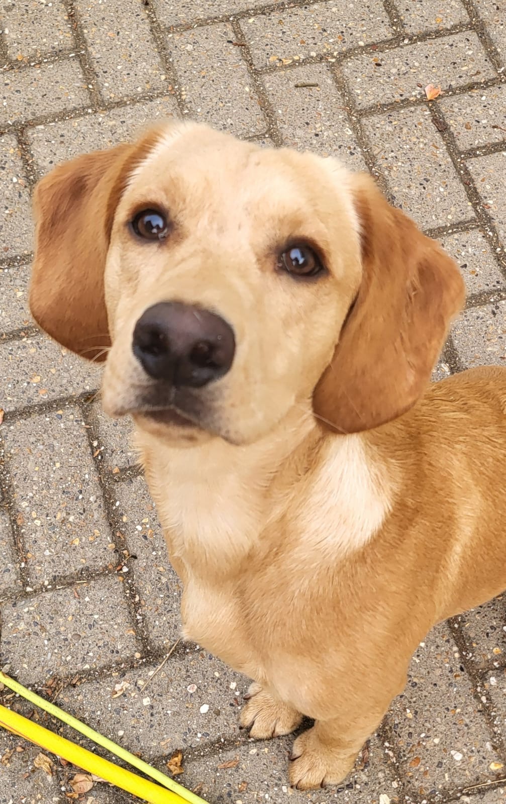 Cobi, Anna's Ark's young Labrador and Cocker Spaniel cross